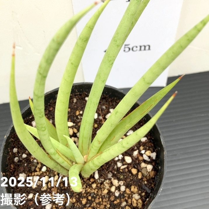 期間限定10％OFF！】サンスベリア 3.5号 フォックス fox プラ鉢｜観葉