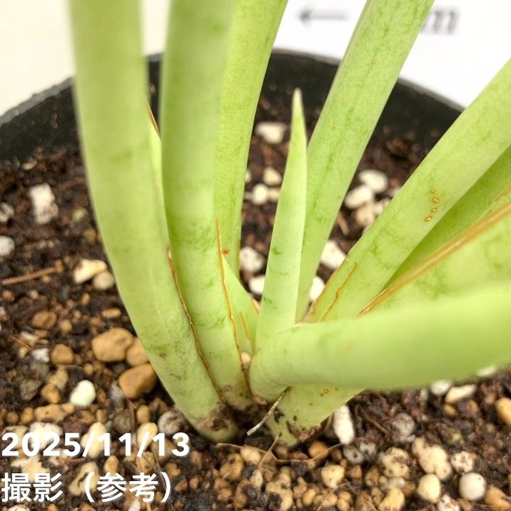 サンスベリア 3.5号 フォックス fox プラ鉢｜観葉02-D2 | 観葉・多肉