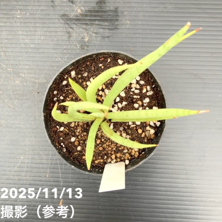 サンスベリア　カルフォルニア　② 期間限定10％OFF！】サンスベリア 3.5号 フォックス fox プラ鉢｜観葉