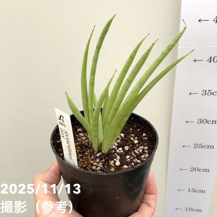 サンスベリア 3.5号 フォックス fox プラ鉢｜観葉02-D2 | 観葉・多肉