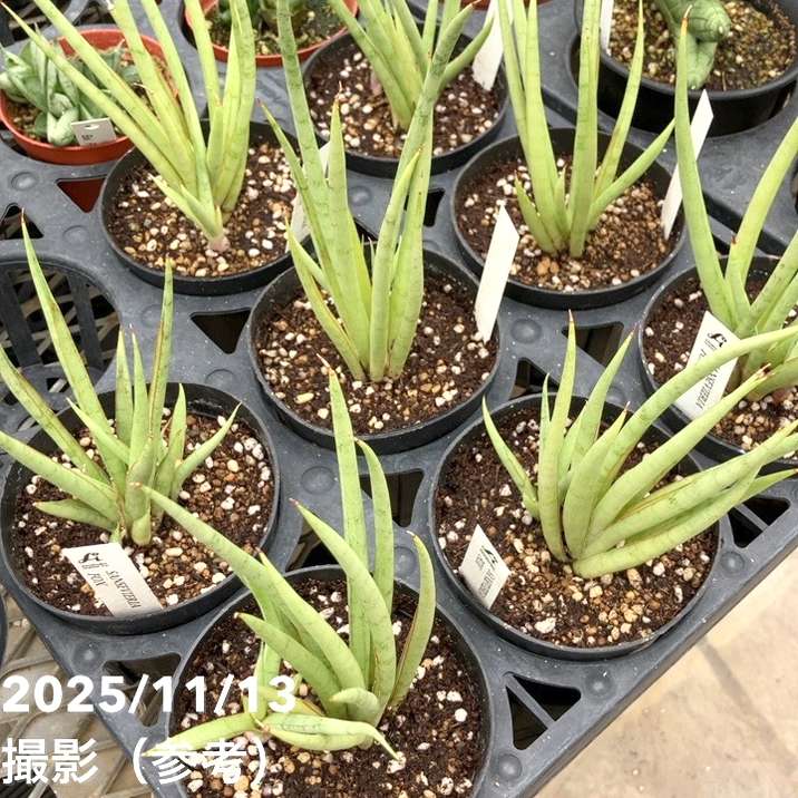 期間限定10％OFF！】サンスベリア 3.5号 フォックス fox プラ鉢｜観葉