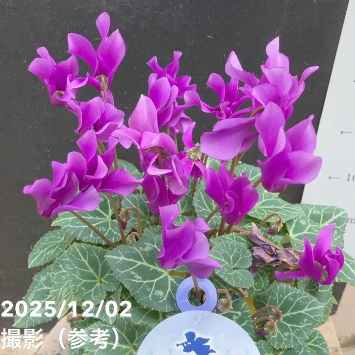 ジェネレイドアロマ デッキ＋パーツ ほぼフルレア ブルーシクラメン セレナーディア 香りのアロマブルー 4号 PVP｜鉢花04