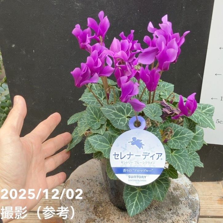 ブルーシクラメン セレナーディア 香りのアロマブルー 4号 PVP｜鉢花04