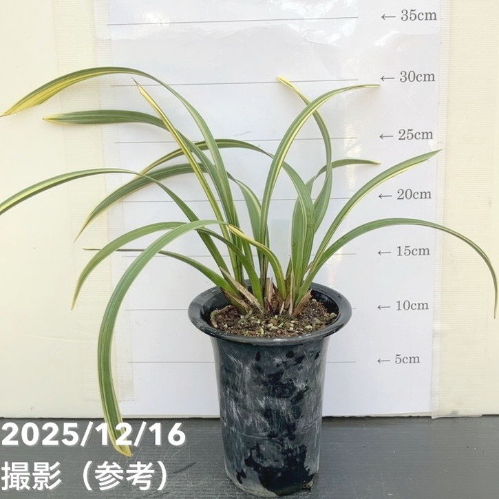 花芽2個＞キンリョウヘン 4号（千代田錦）｜ミツバチ蘭｜洋蘭10-TU