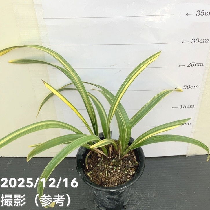 花芽2個＞キンリョウヘン 4号（千代田錦）｜ミツバチ蘭｜洋蘭10-TU