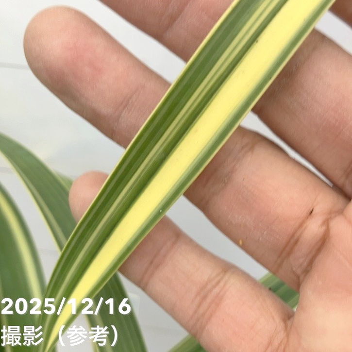 花芽2個＞キンリョウヘン 4号（千代田錦）｜ミツバチ蘭｜洋蘭10-TU