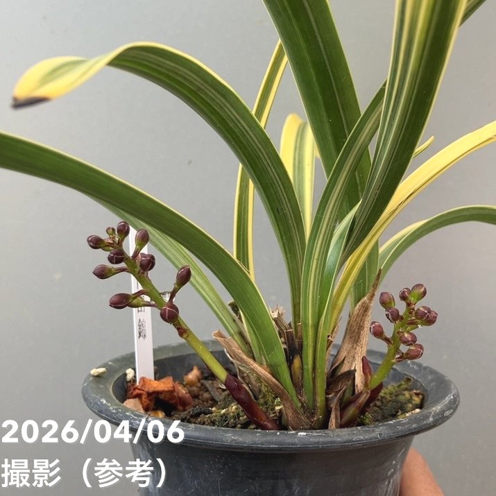 花芽2個＞キンリョウヘン 4号（千代田錦）｜ミツバチ蘭｜洋蘭10-TU