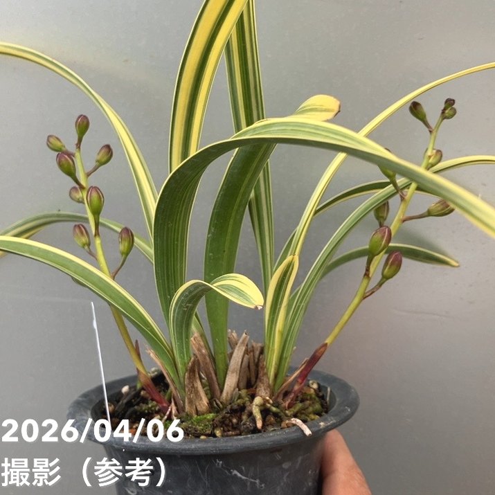 花芽2個＞キンリョウヘン 4号（千代田錦）｜ミツバチ蘭｜洋蘭10-TU