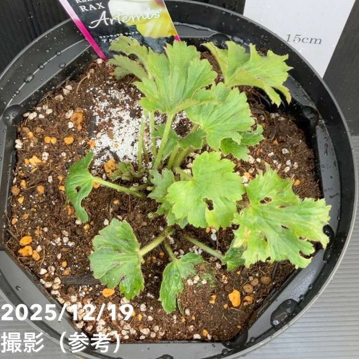 ラナンキュラス ラックス 8号 アルテミス｜草花10-TU | 草花