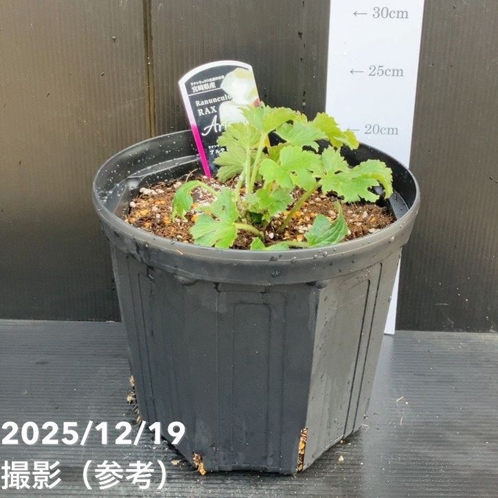 ラナンキュラス ラックス 8号 アルテミス｜草花10-TU | 草花