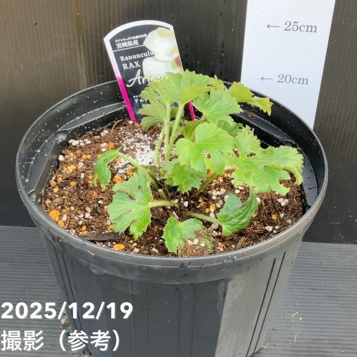 ラナンキュラス ラックス 8号 アルテミス｜草花10-TU | 草花