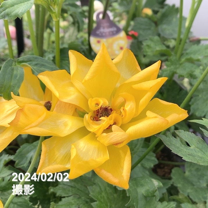 ラナンキュラス ラックス 8号 アルテミス｜草花10-TU | 草花