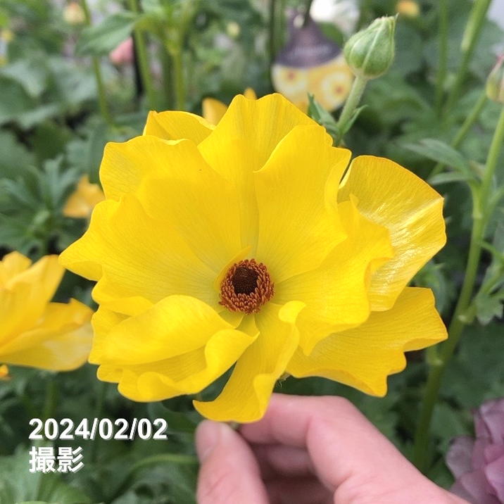 ラナンキュラス ラックス 8号 アルテミス｜草花10-TU | 草花