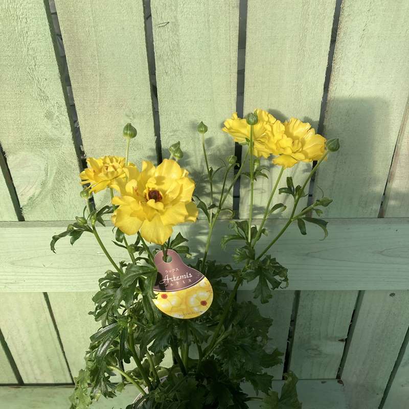 ラナンキュラス ラックス 8号 アルテミス｜草花10-TU | 草花