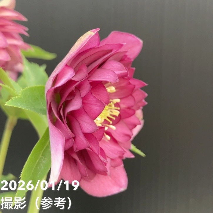 一点物】加藤農園 クリスマスローズ 4.5号（KT2）｜山野04-PA | 草花