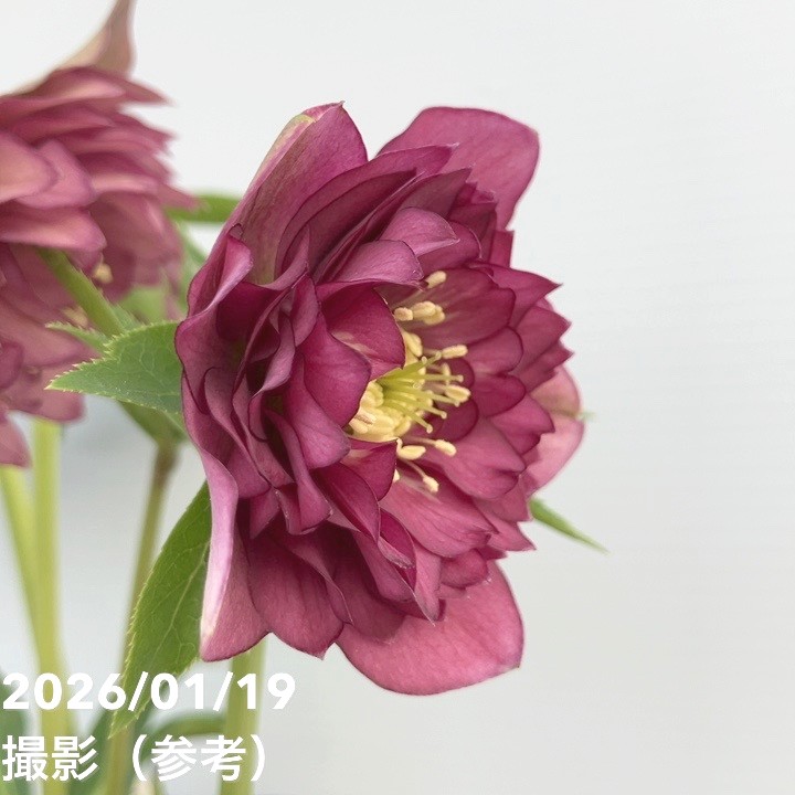 一点物】加藤農園 クリスマスローズ 4.5号（KT2）｜山野04-PA | 草花