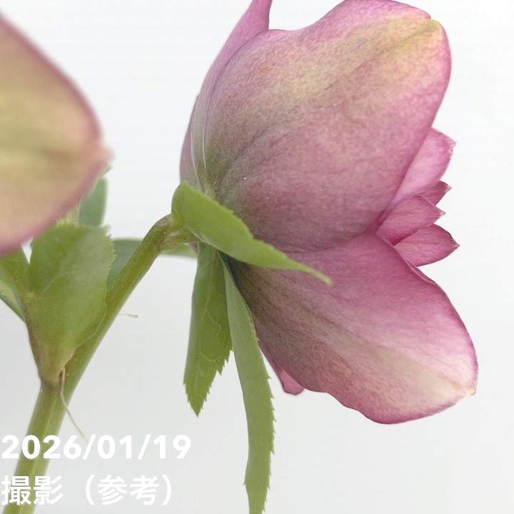 一点物】加藤農園 クリスマスローズ 4.5号（KT2）｜山野04-PA | 草花