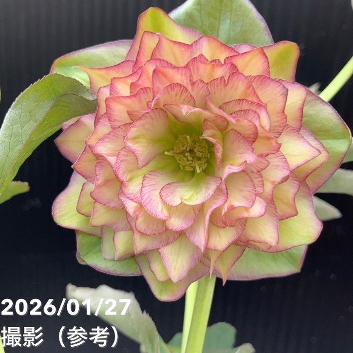 一点物】横山園芸 クリスマスローズ プリマドレス 4.5号（YK3）｜山野