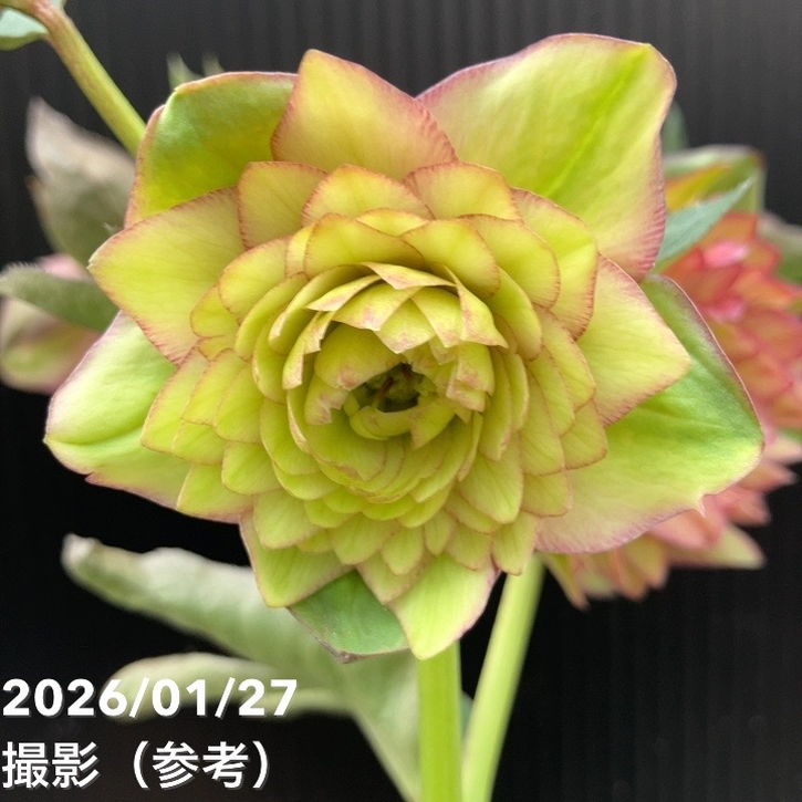 一点物】横山園芸 クリスマスローズ プリマドレス 4.5号（YK3）｜山野