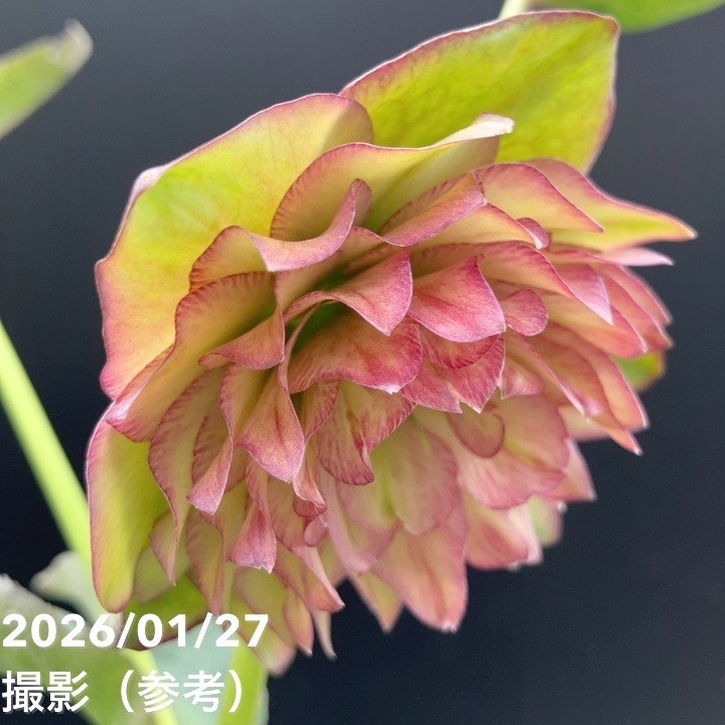 一点物】横山園芸 クリスマスローズ プリマドレス 4.5号（YK3）｜山野