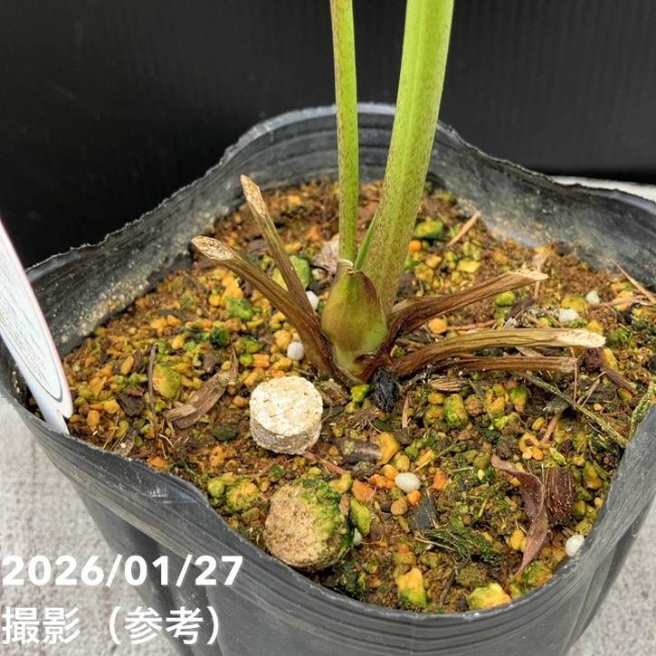 一点物】横山園芸 クリスマスローズ プリマドレス 4.5号（YK3）｜山野