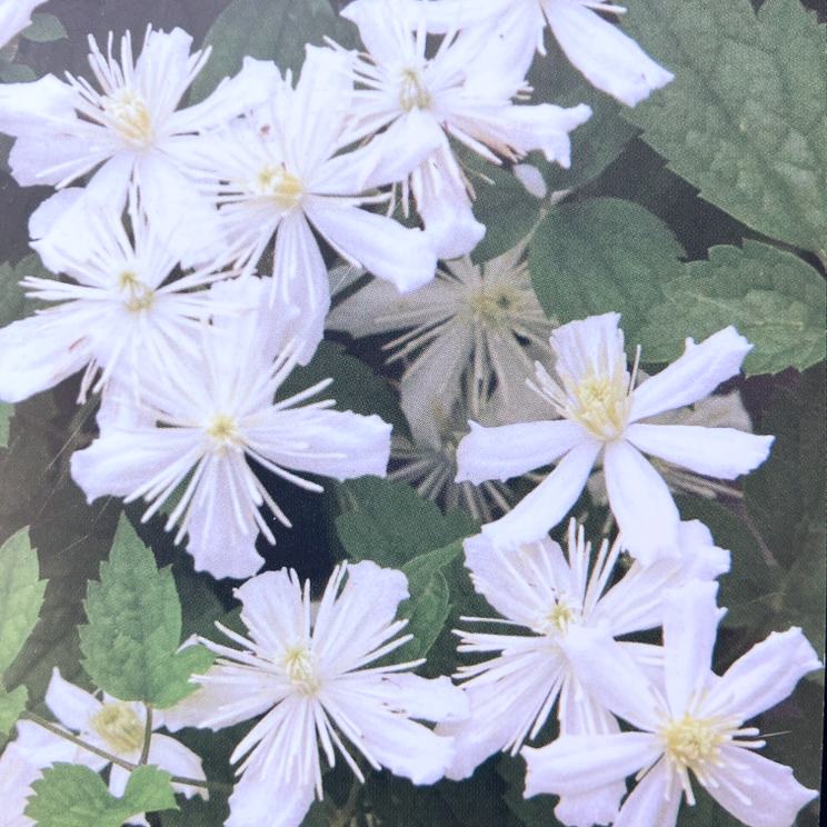 クレマチス ビタルバ系 サマー・スノー 4号|草花04-PA