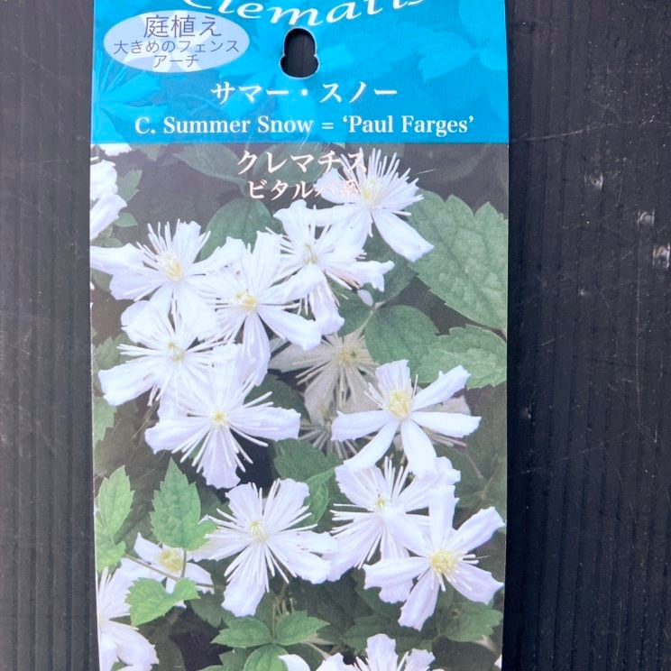 クレマチス ビタルバ系 サマー・スノー 4号|草花04-PA