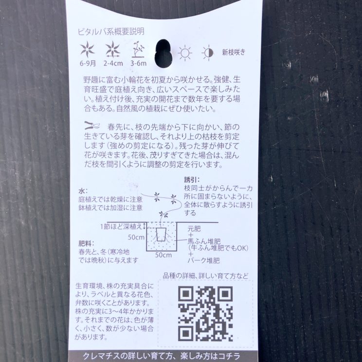 クレマチス ビタルバ系 サマー・スノー 4号|草花04-PA