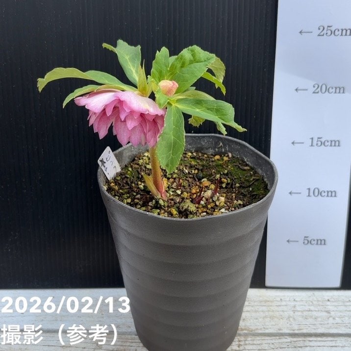 一点物】広瀬園芸 クリスマスローズ 4.5号（HR25）｜山野04-PA | 草花