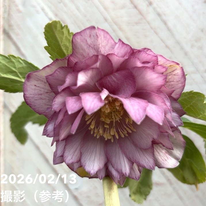 一点物】広瀬園芸 クリスマスローズ 4.5号（HR25）｜山野04-PA | 草花