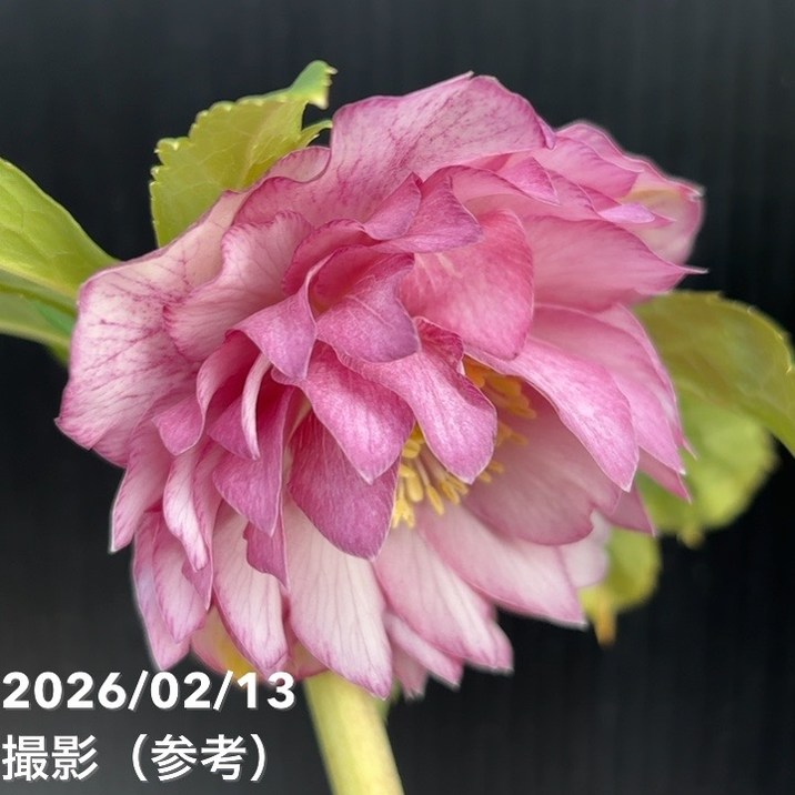 一点物】広瀬園芸 クリスマスローズ 4.5号（HR25）｜山野04-PA | 草花