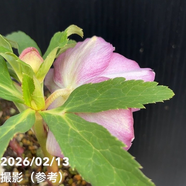 一点物】広瀬園芸 クリスマスローズ 4.5号（HR25）｜山野04-PA | 草花