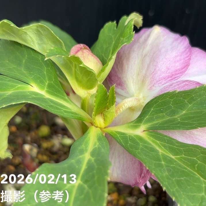 一点物】広瀬園芸 クリスマスローズ 4.5号（HR25）｜山野04-PA | 草花