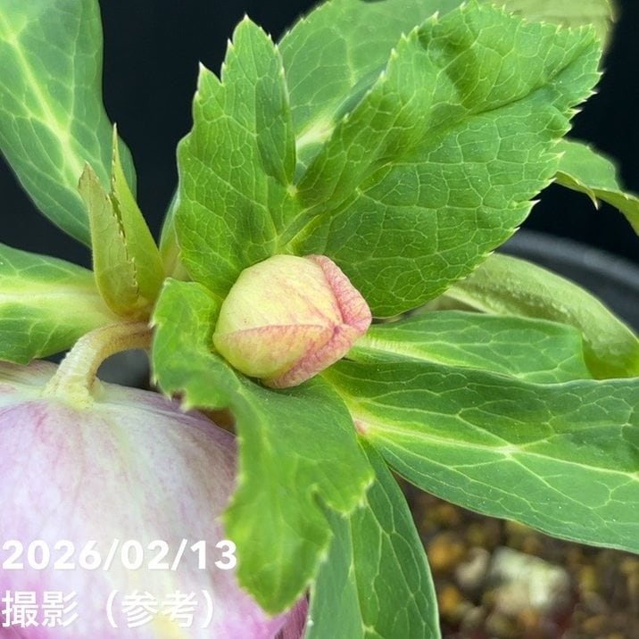 一点物】広瀬園芸 クリスマスローズ 4.5号（HR25）｜山野04-PA | 草花