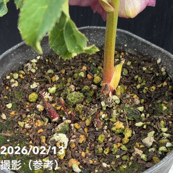 一点物】広瀬園芸 クリスマスローズ 4.5号（HR25）｜山野04-PA | 草花