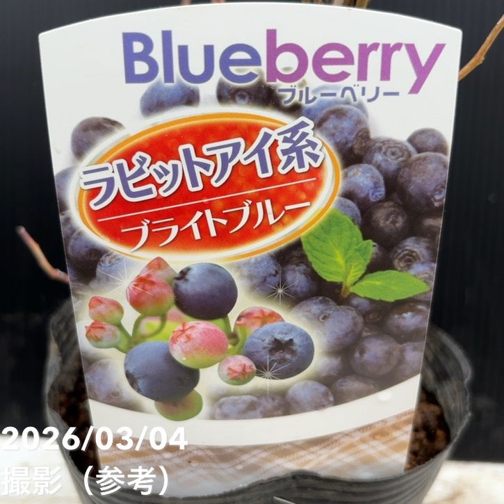 ブルーベリー【ラビットアイ大株４種】 ブルーベリー ラビットアイ系 ブライトブルー 4.5～5号｜果樹04-PA