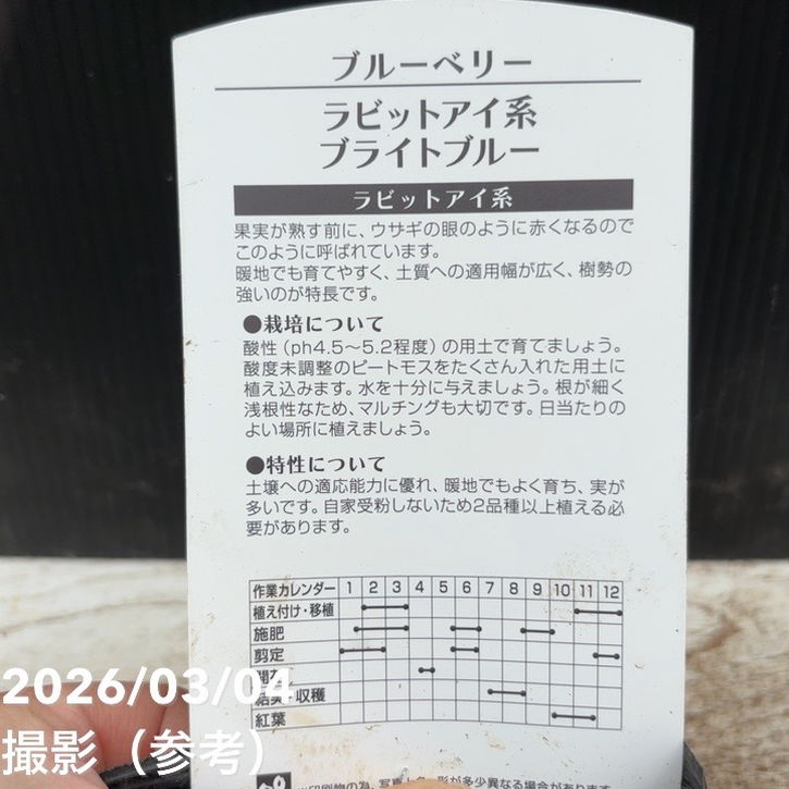 ブルーベリー ラビットアイ系 ブライトブルー 4.5～5号｜果樹04-PA