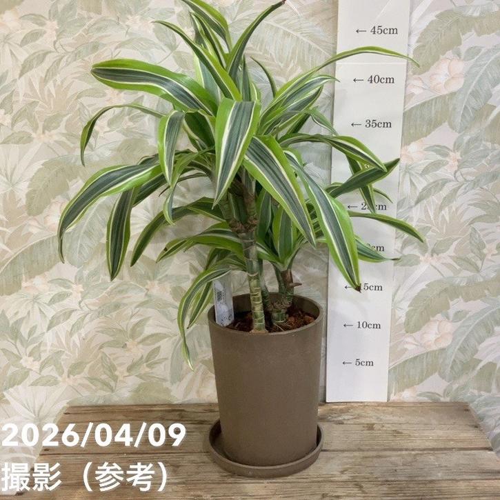 ドラセナ レモンライム 4号｜観葉04-PA | 観葉・多肉 | 赤塚植物園
