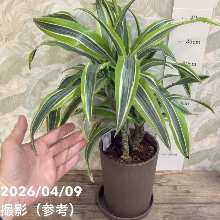 ドラセナ レモンライム 4号｜観葉04-PA | 観葉・多肉 | 赤塚植物園