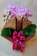 OC-03���֥ߥǥ���ĳ�����ԥ󥯷ϡ�2��Ω����