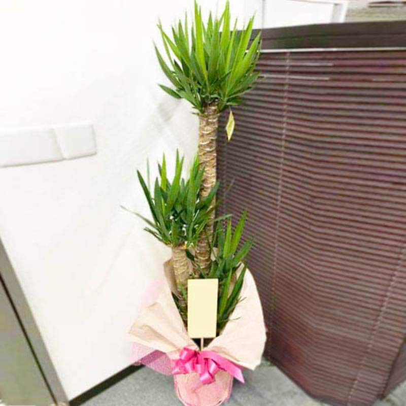 観葉植物【ユッカ】 20000円 | 観葉植物 | 【花助】祝花・厳選花屋から