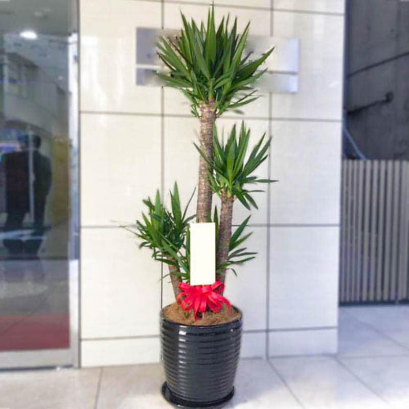 陶器鉢入りおまかせ観葉植物【尺鉢】 30000円 | 開店祝い・開業