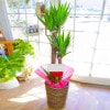【おしゃれな鉢カバー付き】おまかせ観葉植物　12000円|観葉植物|定番商品