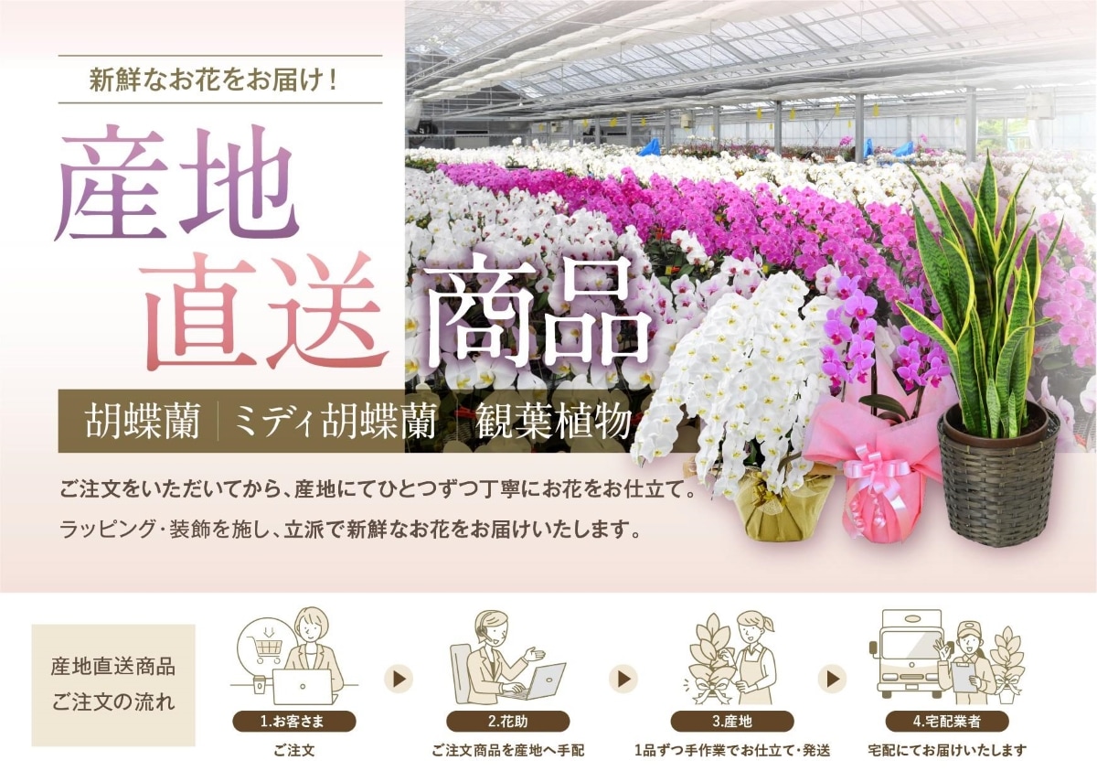 宅配商品】産地直送 胡蝶蘭 5本立ち 50輪以上 39000円 | 産地直送胡蝶