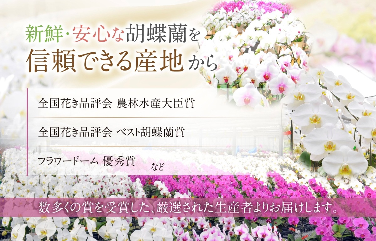 宅配商品】産地直送 胡蝶蘭 5本立ち 50輪以上 39000円 | 産地直送胡蝶