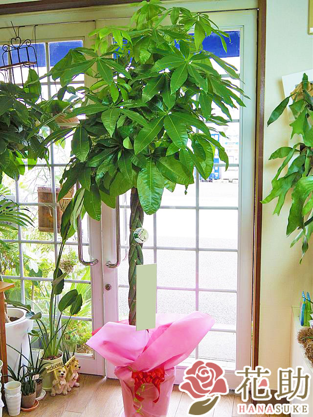 福岡引き取り限定　実生パキラ 約2m 白鉢付き 福岡引き取り限定 実生パキラ 約2m 白鉢付き