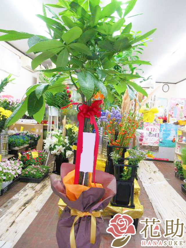 観葉植物 パキラ引き取り限定 大型商品 観葉植物【パキラ】 20000円 | 観葉植物 | 【花助】祝花・厳選花屋から
