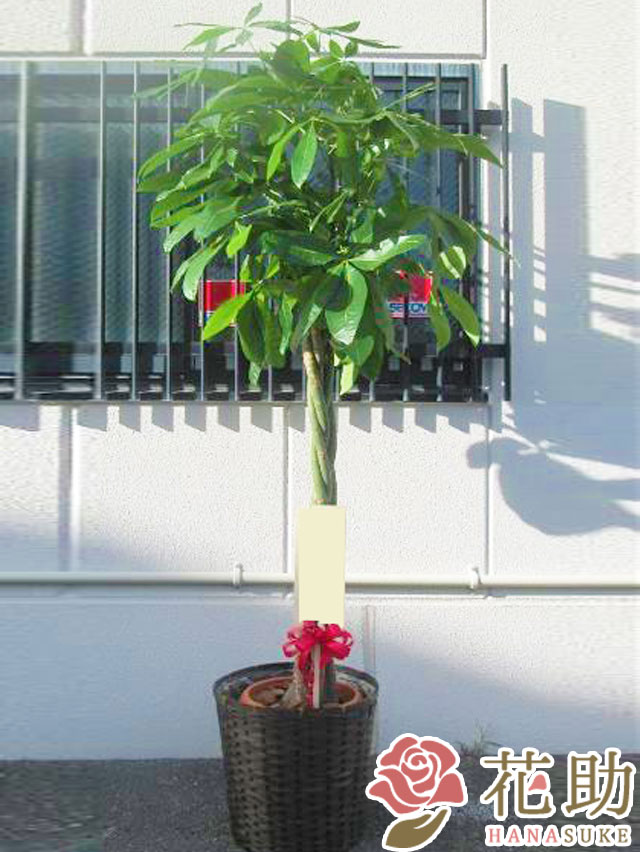 パキラ 鉢カバー込み 観葉植物