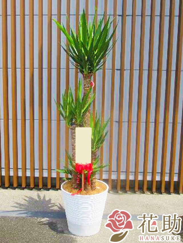 ✨美品☆生花鉢、華道家、価値ある華鉢！ ✨美品☆生花鉢、華道家、価値ある華鉢！