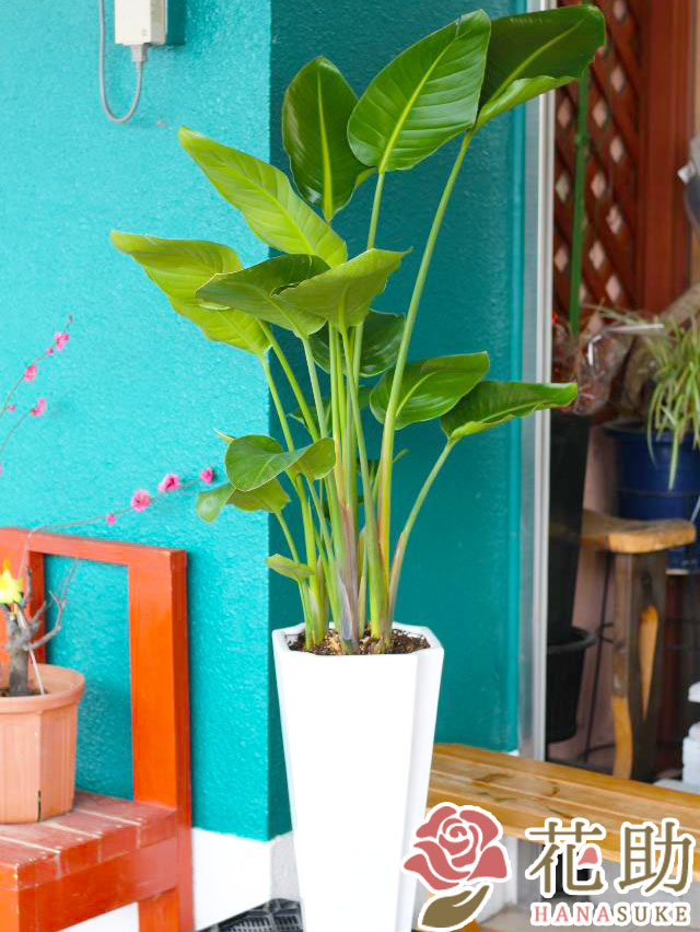 陶器鉢入りおまかせ観葉植物【尺鉢】 30000円 | 開店祝い・開業